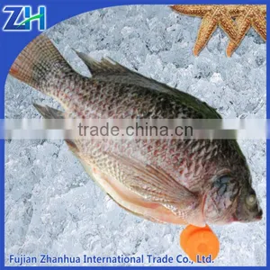 Frozen Seafood IQF Tilapia Fish Whole Round Supply thumbnail-1