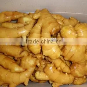New Crop Market Price for Fresh Ginger With High Quality thumbnail-1