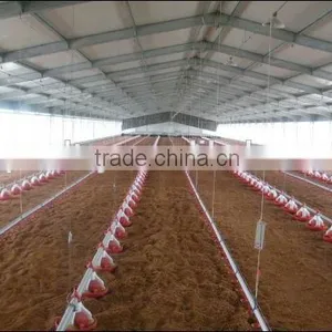 Day Old Broiler Chicks Poultry House Equipment thumbnail-6
