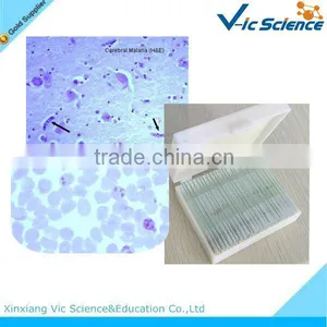 50pieces Set Human Histology Slides Human Tissue Slides thumbnail-2