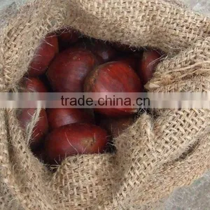 Organic Horse Chestnut thumbnail-1