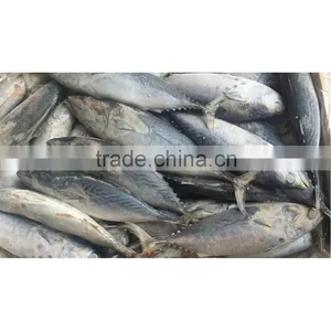 Frozen Bonito Fish for Sale thumbnail-1