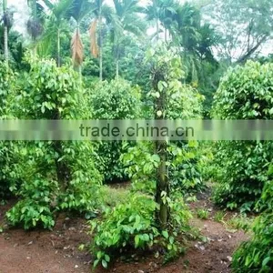 Piper Nigrum Pepper Climber Gol Mirch Mirch Black Pepper thumbnail-1