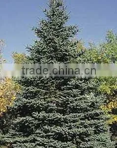 Picea Pungens Plant thumbnail-1