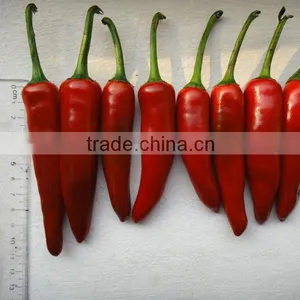 Fresh Red Chili (0084948425455 VIBER, WHATSAPP/SKYPE: VISIMEX05) thumbnail-2