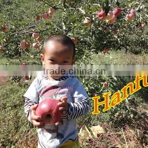 China Supplier of Fresh Red Delicious Bulk Fresh Apples Hanfu Apple Products thumbnail-5