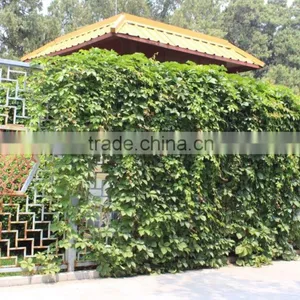 Assorted Tree Plant Seedlings for Vertical Planting Walls and Gardens thumbnail-3