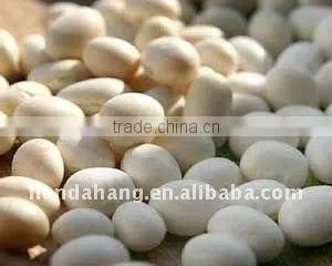 Navy Pea Beans thumbnail-1