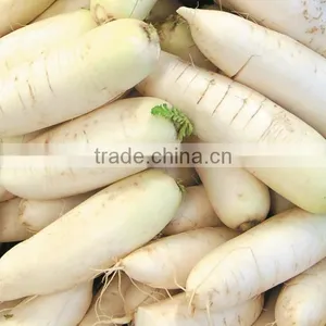 Commercial Potato Ginger Washer and Peeler Turnip Ginger Melon Fruit Ginger Washing and Peeling Machine thumbnail-4