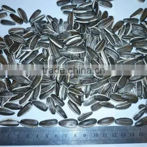 Different Types of Sunflower Seeds thumbnail-5