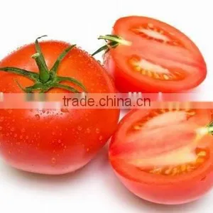 Hybrid Tomato Seeds Best Quality for Plant thumbnail-1