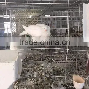 3 Layers 12 Doors Pigeon Cages for Poultry Farm thumbnail-6