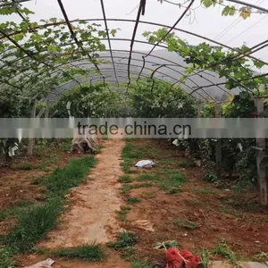 Greenhouse Irrigation Project for Grape thumbnail-1