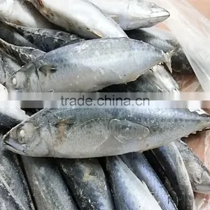 Block Frozen Mackerel Fish thumbnail-2