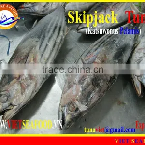 WHOLE ROUND FROZEN SKIPJACK TUNA thumbnail-1