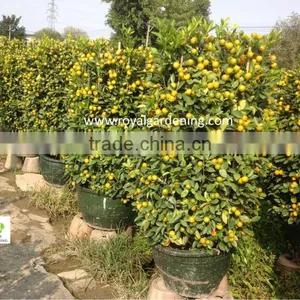 Citrus Mitis ( Citrofortunella Microcarpa) Orange Tree Nursery thumbnail-1