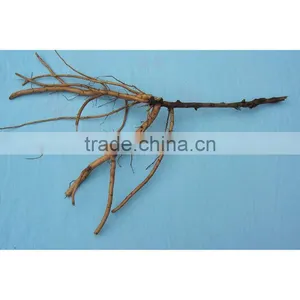Tree Peony Plant Root 3 Years Old 1 Shoots (branches) thumbnail-1
