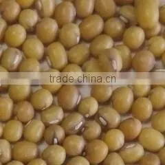 Organic Yellow Mung Bean thumbnail-2