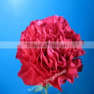 Mother's Day Use Fresh Cut Flowers Carnation thumbnail-1