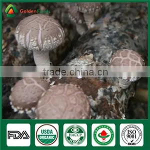 China Supplier of Organic Cap Stem Whole Part Fresh Dry Supplier Edibal Mushroom Lentinula Edodes thumbnail-4