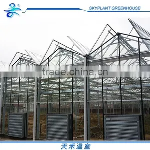 Horticultural Glass Greenhouse Multi-span Glass Greenhouse thumbnail-4