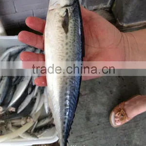 Canned Mackerel in Tomato Sauce thumbnail-6