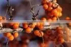 Seabuckthorn Extract 30% Flavonoids thumbnail-1