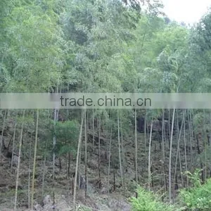 Moso Bamboo Seeds for Sales thumbnail-5