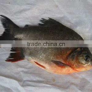 Low Price Frozen Black Pomfret 500-1000g IQF thumbnail-1