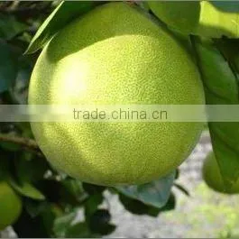 Chinese Sweet Honey Pomelo thumbnail-1