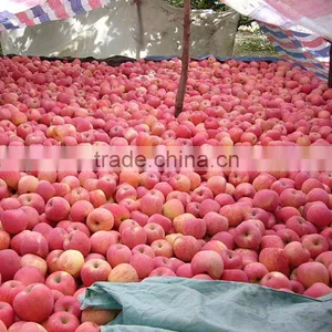 New Crop Fuji Apple thumbnail-1