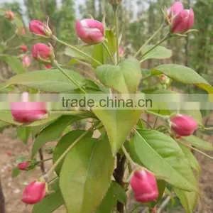 Malus Prunifolia Tree Seedling thumbnail-1