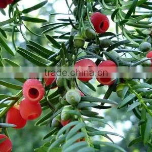 Taxus Bacatta Tree Seedling thumbnail-4