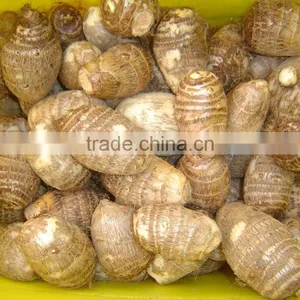 Fresh Taro thumbnail-5