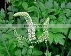 Black Cohosh Extract thumbnail-1