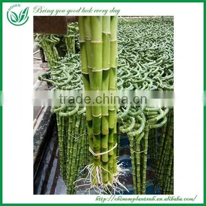 Indoor Decoration Sanderiana Dracaena Spiral Lucky Bamboo Wholesale thumbnail-3