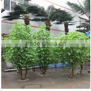 Wholesale Bonsai Tree Live Ficus Tree Artificial Bonsai Banyan Tree thumbnail-1