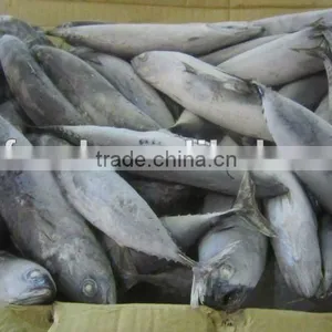 Frozen Bonito Fish thumbnail-1