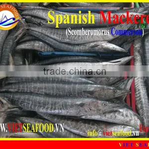 W/R FROZEN SPANISH MACKEREL thumbnail-1
