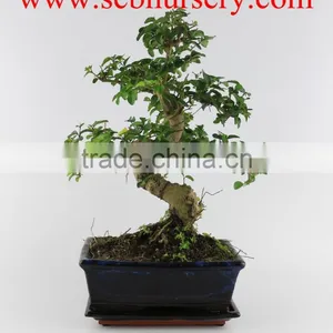 Ligustrum 20cm Art thumbnail-1