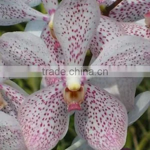 Fresh Cut Orchids, Mokara Orchids, Fresh Cut Stem thumbnail-1