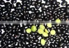 Black Bean With Green Kernel thumbnail-1