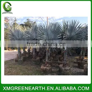 Bismarckia Nobilis Trunk 10-20cm (1) thumbnail-1