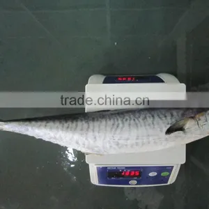 Frozen Whole Round Spanish Mackerel thumbnail-1