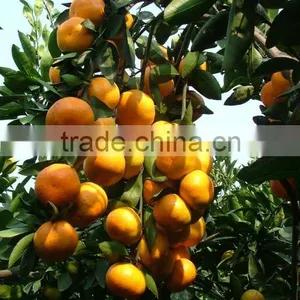 2014 New Crop Chinese Fresh Baby Orange thumbnail-1