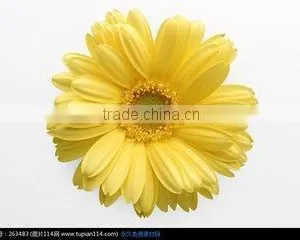 Preserved Flowers Fresh Cut Flowers Gerber Flower thumbnail-1