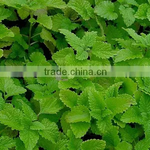 Melissa Officinalis Essential Oil thumbnail-1