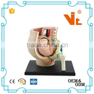 V-HM02 4D MASTER The Parent Organization of Human Uterus With the Fetus Assembled Model Quality Choice thumbnail-1