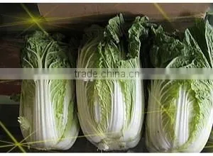 Fresh Chinese Cabbage thumbnail-1
