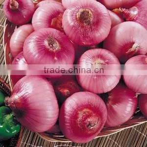 Onion Price Ton Types Red Onions Lowest Price Fresh Red Onion thumbnail-1